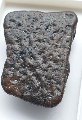 Crocodile scale, Miocene, FR