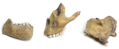 Paranthropus robustus, TM1517 - Casts