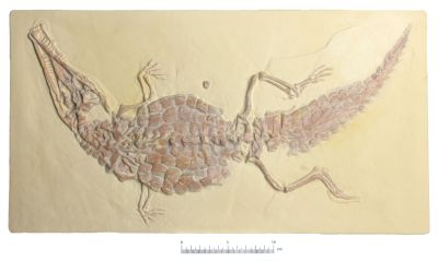 Crocodileimus robustus - Cast