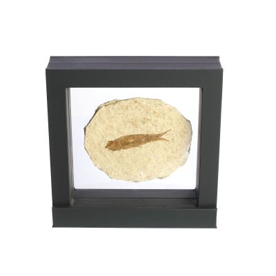 Floating frame with fossil fish