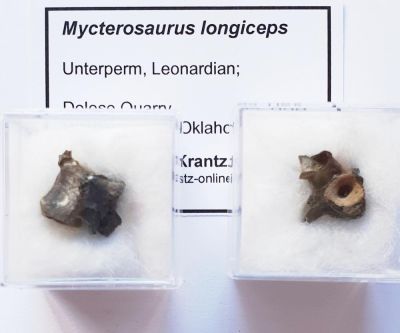 Mycterosaurus longiceps, Wirbel