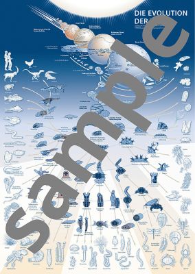 Poster Evolution der Tiere (gerollt, mit Begleitheft)