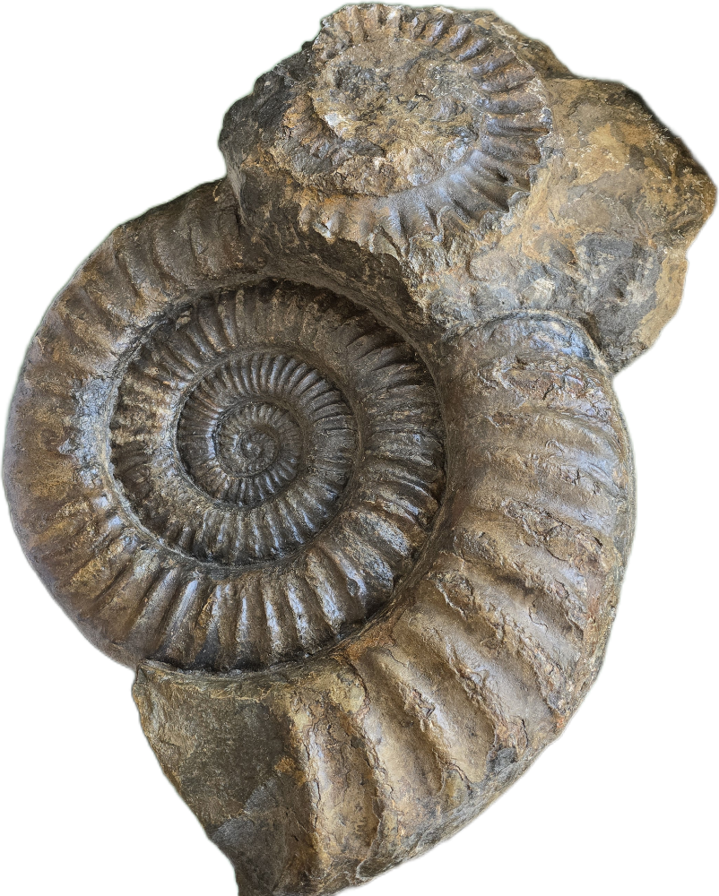 Unique Specimens, stratigraphically | Krantz since 1833