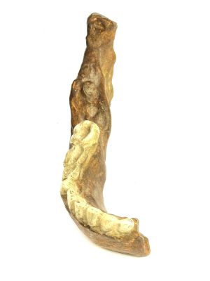 Homo erectus pekinensis (juvenil, Unterkiefer)