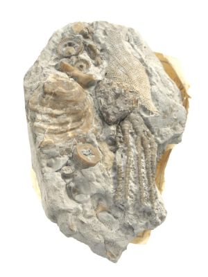 Scaphiocrinus unicus mit Platyceras sp.