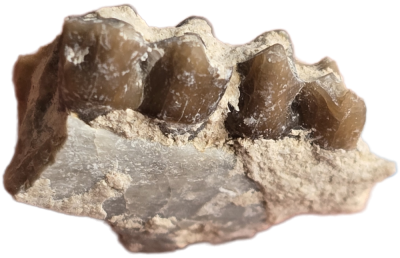 Leptomeryx evansi Kieferstück mit Zähnen, Eozän, USA