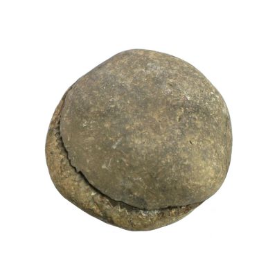 Ammonit: Dactylioceras (ca. 5 - 6 cm)