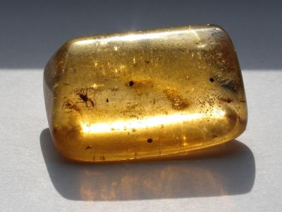 beetle in amber