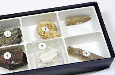 Schulsammlung: 10 Fossilien