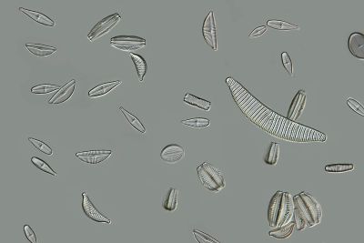 Diatoms - strewn mount, GER