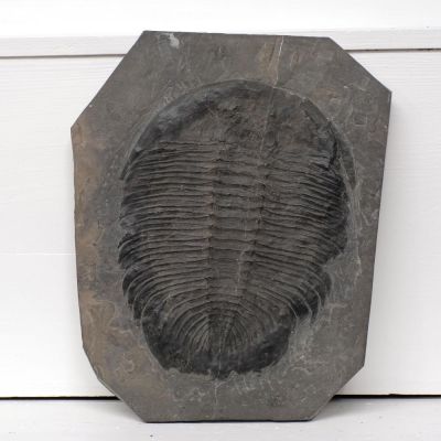 Trilobite: Asaphopsoides yongshunensis