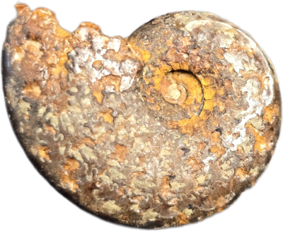 Pseudolioceras bicarinatus, Jurassic, FRA